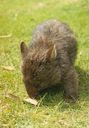 Australian_Wombat.jpg