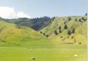 NZ-countryside.jpg