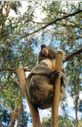 Tas-koala4.jpg